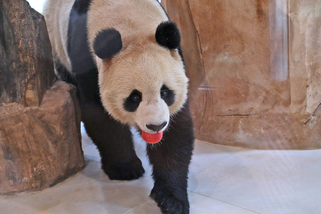 Duta Besar Tiongkok untuk Qatar, Zhou Jian mengatakan dua panda ini adalah hadiah yang diberikan oleh 1,4 miliar orang Tiongkok untuk Piala Dunia Qatar, dan pasti akan menjadi simbol baru persahabatan Tiongkok-Qatar.