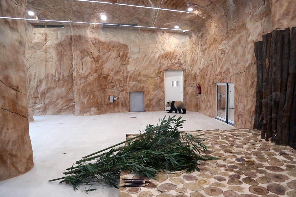 Mereka akan tinggal di kandang dalam ruangan di negara gurun yang dirancang untuk menduplikasi kondisi di hutan lebat provinsi pegunungan Sichuan di China. Sebanyak 800 kilogram bambu segar akan diterbangkan setiap minggu untuk memberi makan sepasang panda tersebut.