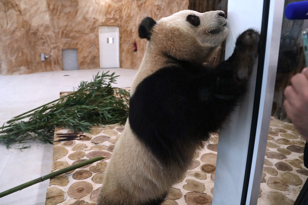 Sebelum muncul ke publik di Qatar, kedua panda itu akan dikarantina setidaknya selama 21 hari.