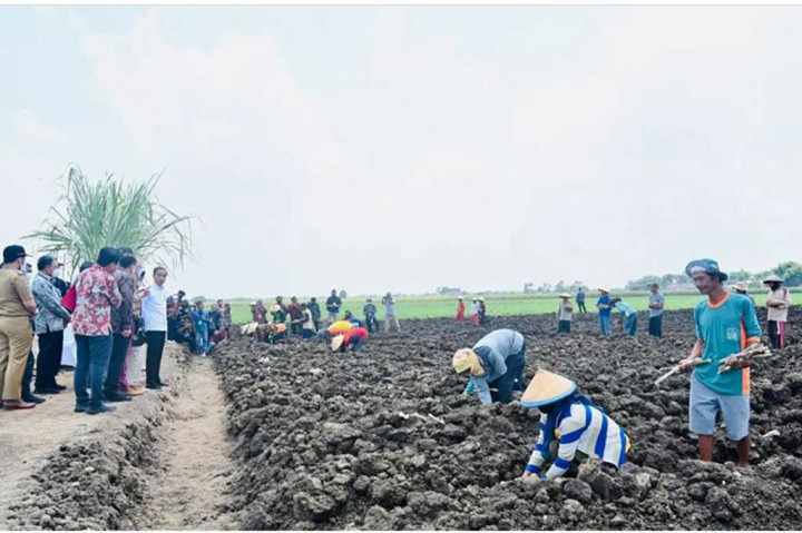 Selain ketahanan pangan, gula nantinya juga dapat berkontribusi untuk ketahanan energi melalui bioetanol. Bioetanol merupakan salah satu bahan bakar alternatif berasal dari tumbuhan yang sudah melewati proses fermentasi, salah satu tumbuhan yang bisa dimanfaatkan adalah tebu. Berdasarkan hasil studi di Brasil, 1 ton tebu dapat menghasilkan setara 1,2 barrel minyak mentah.