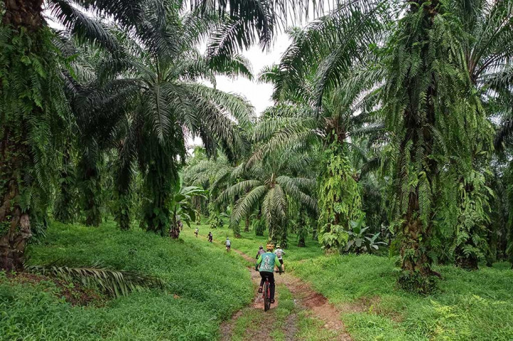 Salah satu tujuan para pecinta sepeda di wilayah Kabupaten Bogor, Jawa Barat adalah perkebunan kelapa sawit yang berada di Gunung Bubut, di wilayah Kecamatan Ranca Bungur. Meski minim informasi terkait letak Gunung Bubut, banyak pecinta sepeda yang sudah tidak asing lagi dengan lokasi tersebut. 