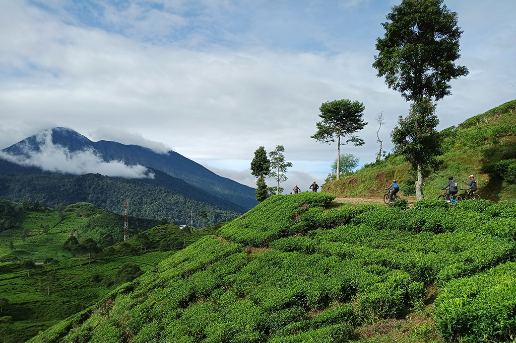 Selain itu KTH Bike Park juga menawarkan pesona alamnya yang sangat indah serta suhu udara yang sejuk karena berada di area pegunungan dan dikelilingi hutan Pinus serta hamparan perkebunan teh.