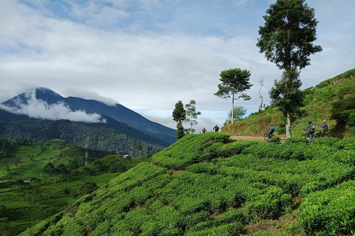 Selain itu KTH Bike Park juga menawarkan pesona alamnya yang sangat indah serta suhu udara yang sejuk karena berada di area pegunungan dan dikelilingi hutan Pinus serta hamparan perkebunan teh.