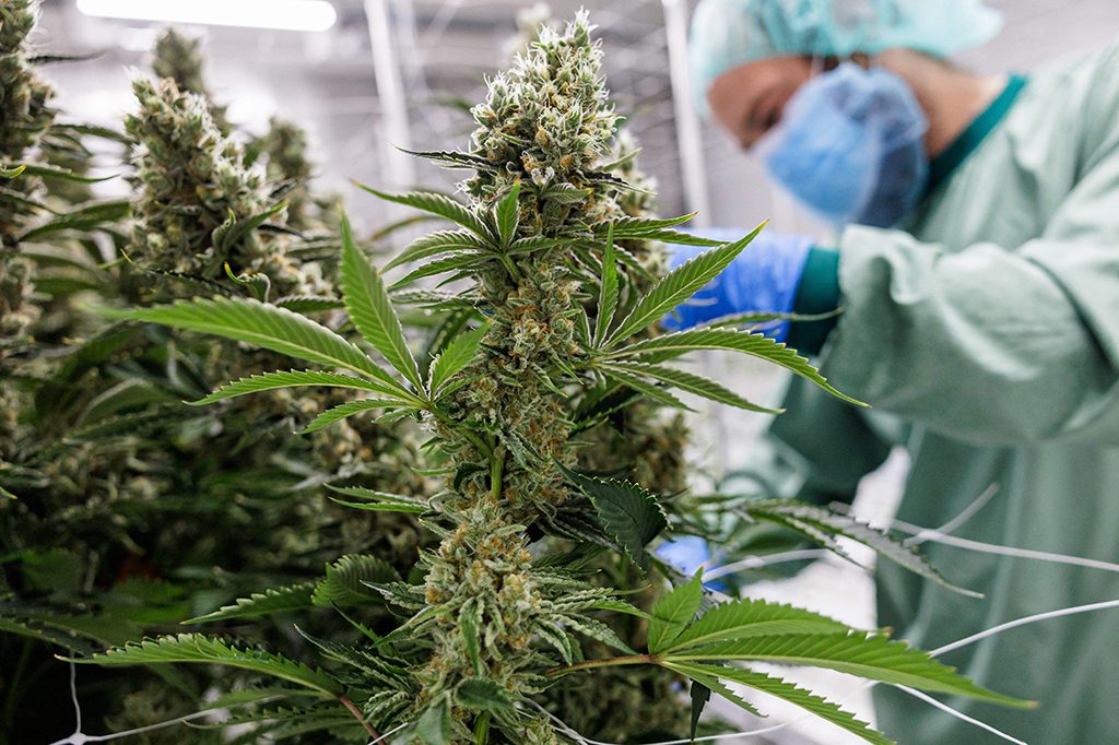 Di pedesaan Jerman timur, dekat Dresden, bekas rumah potong hewan sekarang menjadi rumah bagi pertanian ganja dalam ruangan terbesar di Eropa. Di balik tembok beton yang baru saja direnovasi, perusahaan rintisan Jerman Demecan telah menanam ganja sesuai dengan undang-undang selama setahun terakhir.