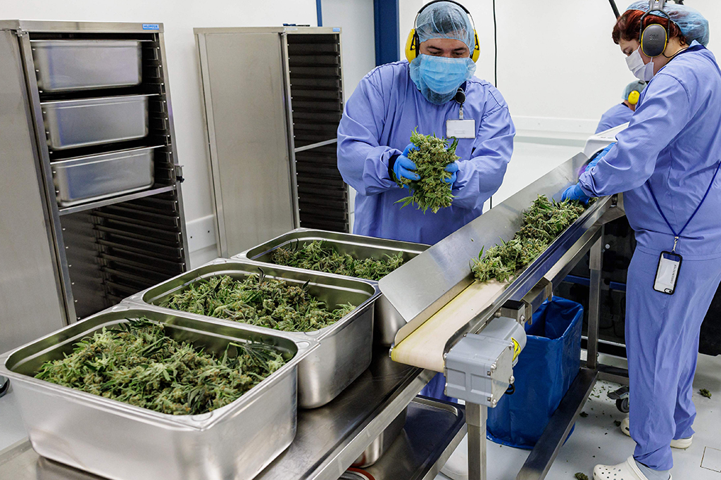 Perusahaan ini adalah salah satu dari segelintir perusahaan di Jerman yang memiliki lisensi produksi 'emas hijau' yang legal di Jerman untuk penggunaan obat sejak 2017.