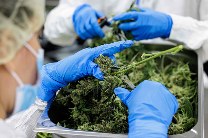 Tetapi industri pemula sedang mengincar hadiah yang lebih besar: Pemerintah Kanselir Olaf Scholz berencana untuk melegalkan obat untuk penggunaan rekreasi segera setelah 2024, yang akan meninggalkannya dengan salah satu kebijakan ganja paling liberal di Eropa.