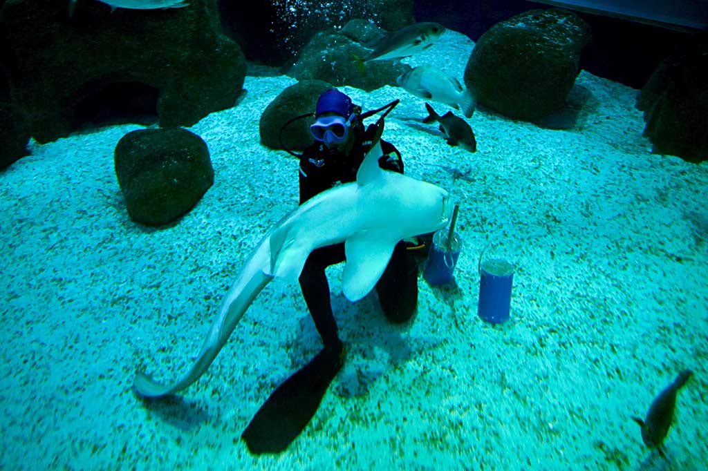 Ternyata Ritinha memilih bendera Brasil.