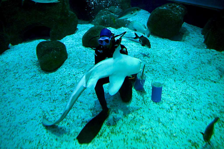 Ternyata Ritinha memilih bendera Brasil.