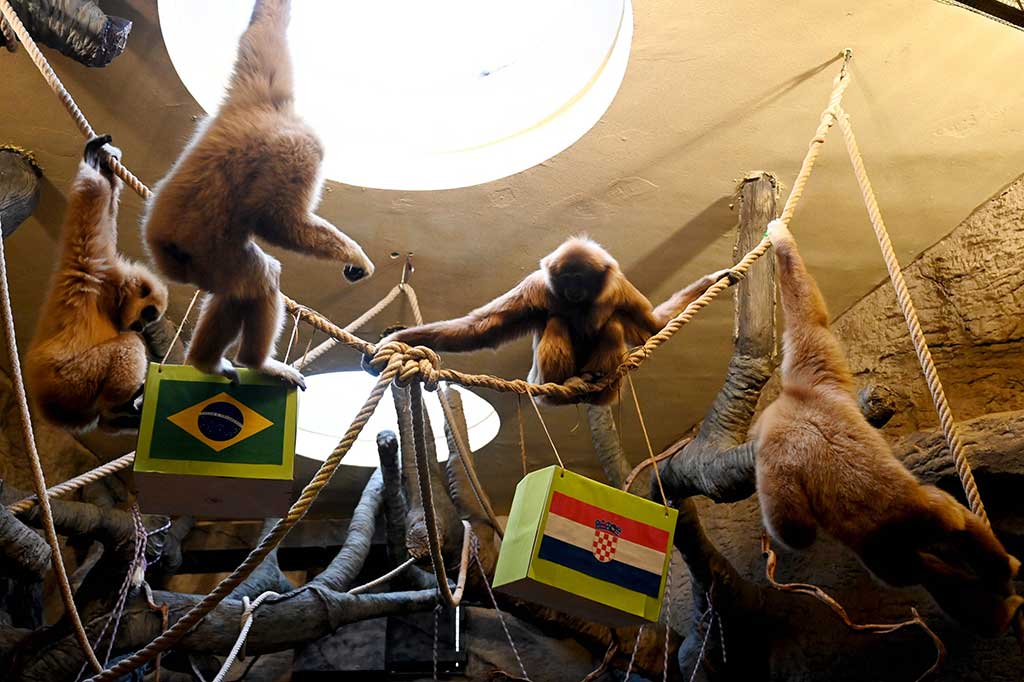 Sementara itu di Kebun Binatang Zagreb, sekumpulan owa juga diajak untuk memprediksi laga Brasil melawan Kroasia.