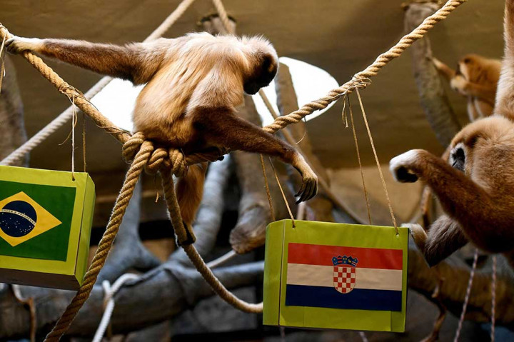 Petugas menempatkan dua wadah berisi makanan dengan bendera Brasil dan Kroasia. Dan sekumpulan owa tersebut memilih kotak Kroasia.