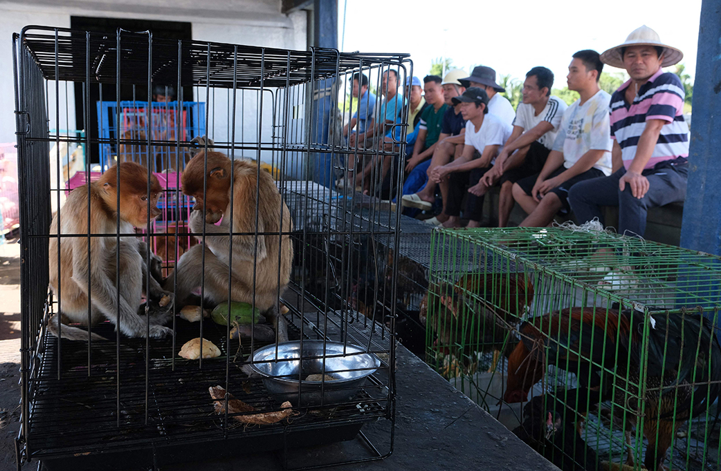 Penyelundupan Satwa Liar di Kapal Vietnam Digagalkan - Medcom.id