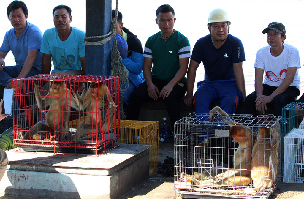 Lantamal XII Pontianak menangkap kapal MV Royal 06 berbendera Vietnam yang membawa puluhan ekor satwa khas Indonesia yang dilindungi yaitu 16 ekor bekantan, 19 burung kakatua putih, satu  kakatua raja, serta lima bebek entok dan 15 ayam yang tidak dilengkapi dokumen karantina, di Perairan Pontianak pada Selasa dini hari.