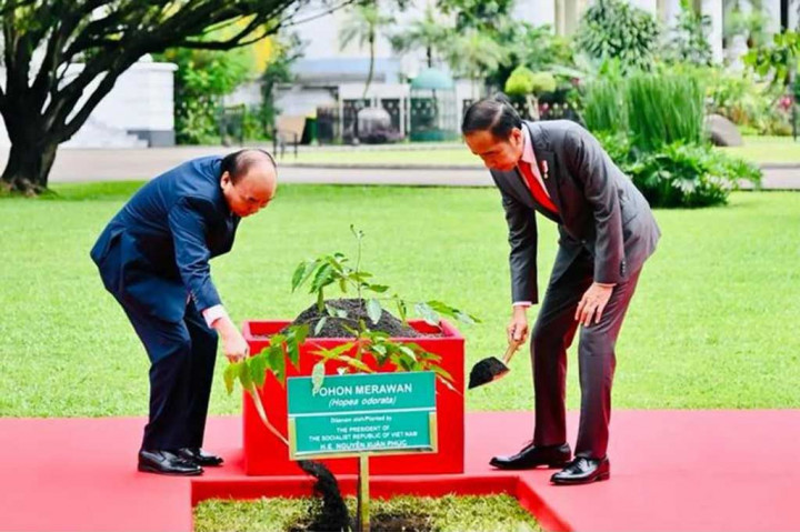Rangkaian acara kemudian dilanjutkan dengan penanaman bersama pohon merawan atau Hopea odorata oleh Jokowi dan Presiden Vietnam di halaman samping Istana Kepresidenan Bogor.