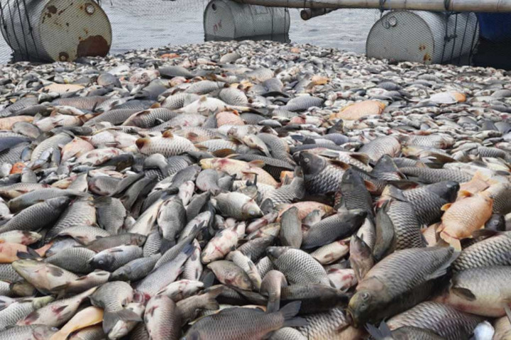 Sedikitnya 200 ton ikan jaring apung di perairan Waduk Kedung Ombo, Boyolali, Jawa Tengah, kedapatan mati selama empat hari terakhir. Akibatnya  petani keramba Dusun Bulu, Desa Wonoharjo, Kemusu mengalami kerugian sebesar Rp6 miliar.