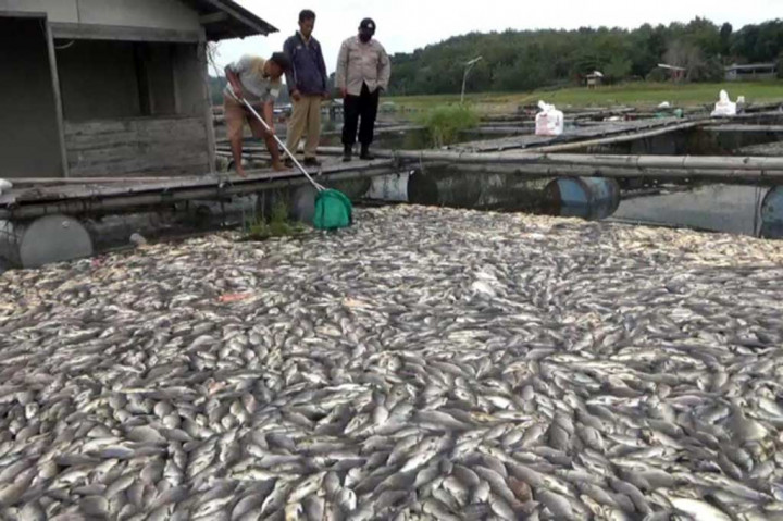 Kematian massal ikan itu sebagai dampak dari fenomena up-welling  (pembalikan massa air). Dinas Peternakan dan Perikanan (Disnakkan) Kabupaten Boyolali sudah turun ke lapangan melakukan pemeriksaan kadar air dan mengevakuasi ikan yang selamat ke keramba yang lebih aman.