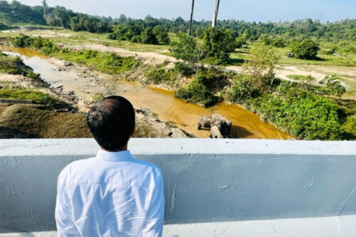 Presiden Joko Widodo (Jokowi) melihat perlintasan gajah di Km 12 ruas tol Pekanbaru-Dumai, Kamis, 5 Januri 2023. 