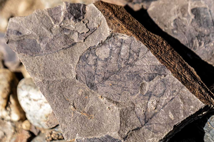 Foto yang dirilis oleh Chilean Antarctic Institute (INACH) menunjukkan sisa-sisa fosil yang ditemukan di Cerro Guido, di lembah sungai Las Chinas, sebuah daerah tak berpenghuni di dekat perbatasan dengan Argentina, sekitar 2.800 km selatan Santiago, pada bulan Februari 2020 lalu. 