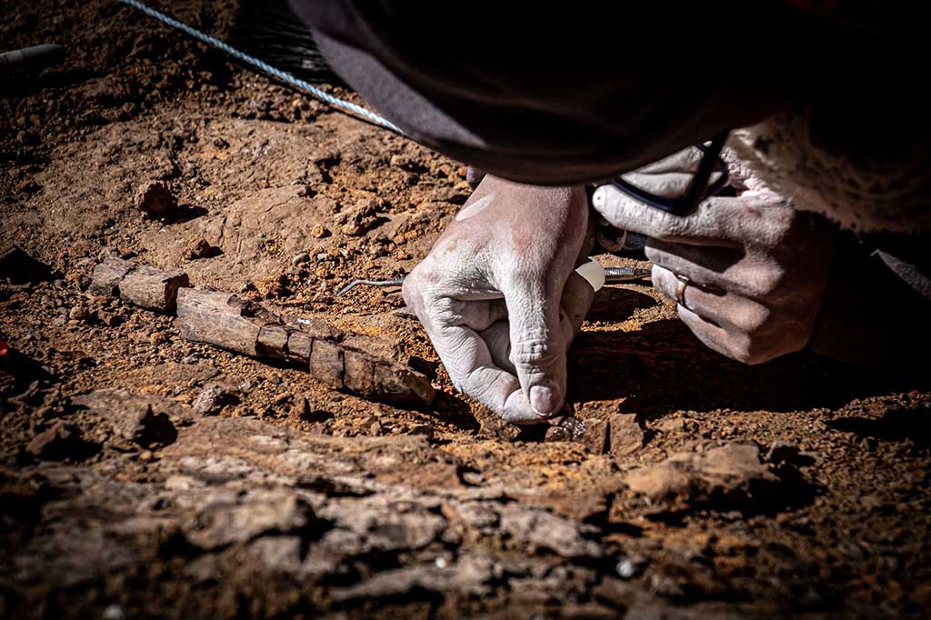 Mereka mengidentifikasi sisa-sisa fosil - termasuk gigi dan potongan tulang postcranial - dari empat spesies dinosaurus termasuk megaraptor, yang termasuk dalam keluarga theropoda.