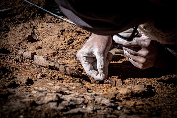Mereka mengidentifikasi sisa-sisa fosil - termasuk gigi dan potongan tulang postcranial - dari empat spesies dinosaurus termasuk megaraptor, yang termasuk dalam keluarga theropoda.