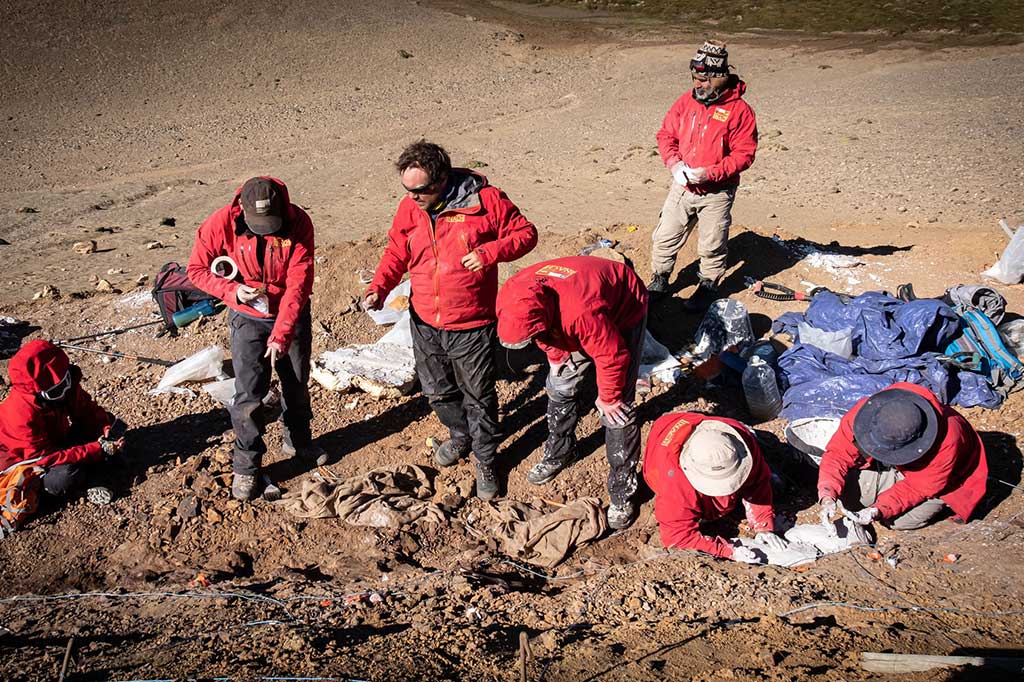 Mereka juga menemukan sisa-sisa dua spesies burung: Enantiornithe, kelompok burung Mesozoikum yang paling beragam dan melimpah; dan Ornithurinae, kelompok yang berhubungan langsung dengan burung masa kini.