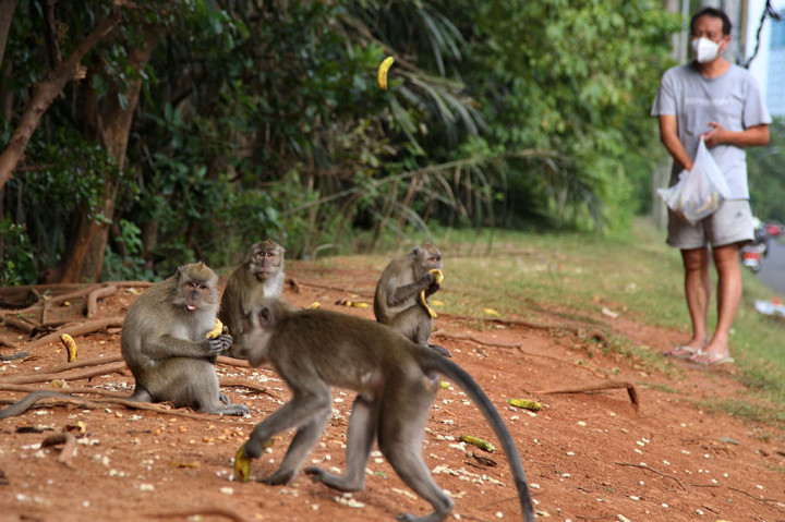 Warga memberi buah pisang kepada kawanan monyet ekor panjang (Macaca fascicularis) yang berkumpul di pinggiran hutan mangrove, Muara Angke, Jakarta Utara, Senin, 16 Jakarta 2023.