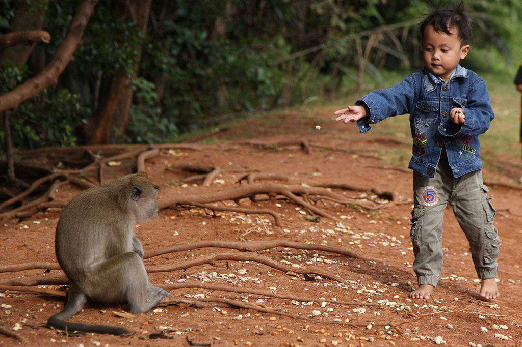 Tercatat 118 individu monyet ekor panjang yang menghuni hutan mangrove di Teluk Jakarta tersebut setiap hari dibiarkan berkumpul dan berinteraksi langsung dengan warga.
