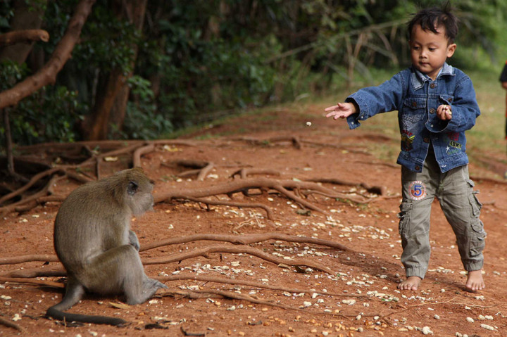 Tercatat 118 individu monyet ekor panjang yang menghuni hutan mangrove di Teluk Jakarta tersebut setiap hari dibiarkan berkumpul dan berinteraksi langsung dengan warga.
