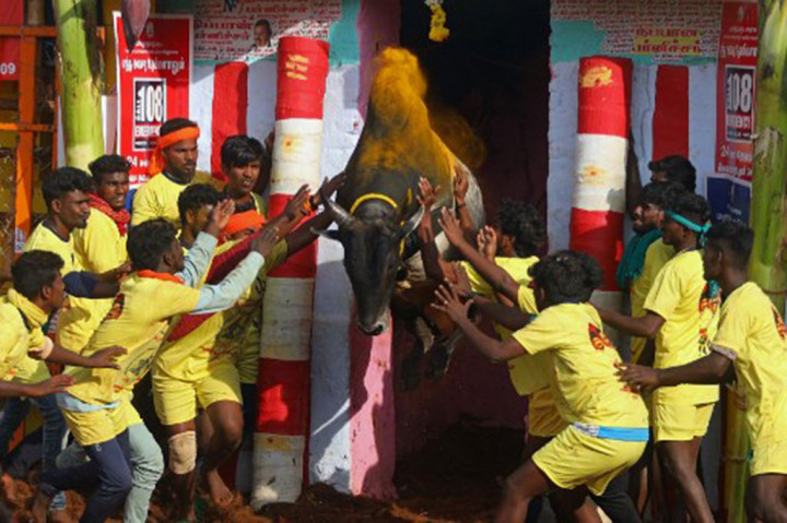 Peserta mencoba mengendalikan banteng selama festival penjinakan banteng tahunan 'Jallikattu' di desa Palamedu di pinggiran Madurai pada 16 Januari 2023.