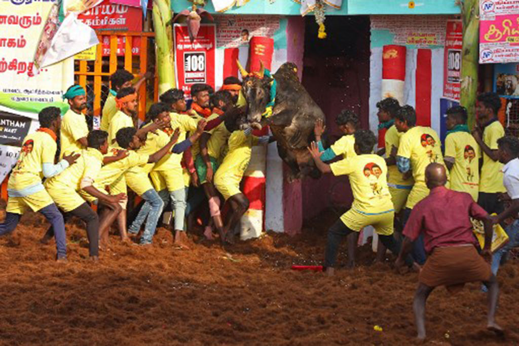 Setidaknya satu orang tewas ditanduk dan puluhan lainnya terluka selama Festival Jallikattu, kompetisi penjinakan banteng yang kontroversial di India, Senin, 16 Januari 2023.