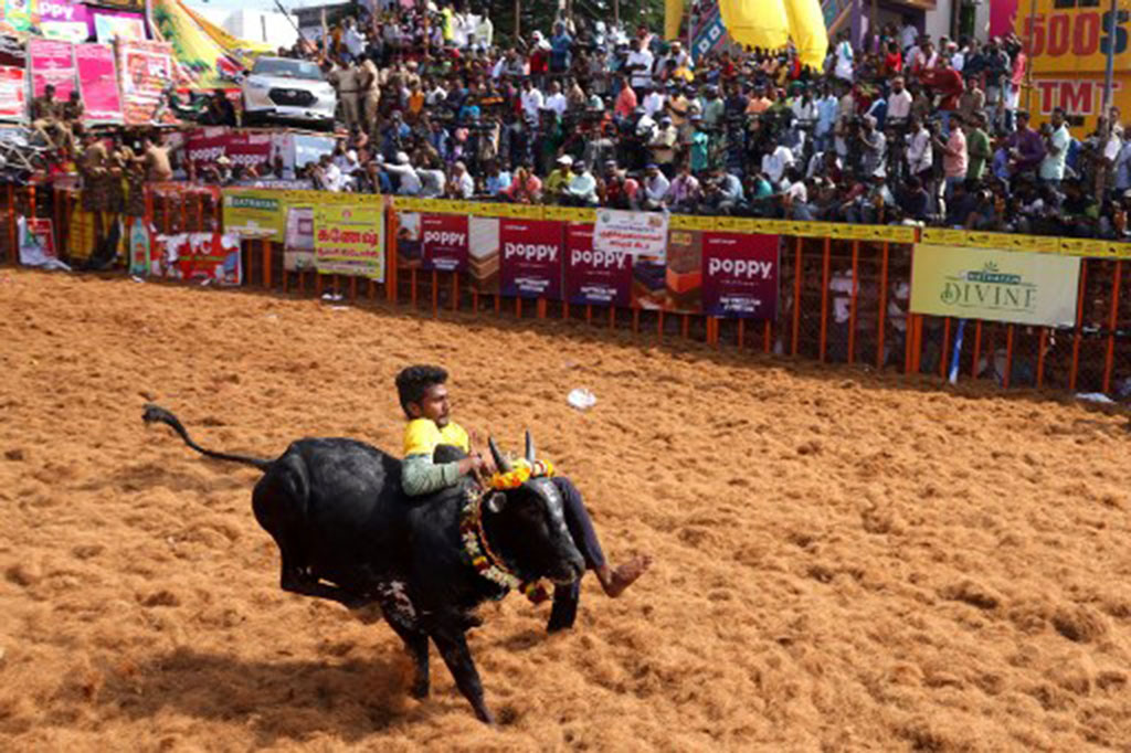 Terbentang lebih dari 2.000 tahun, Jallikattu dianggap sebagai salah satu kegiatan olahraga tertua di dunia. Tujuan dari acara penjinakan banteng, yang menandai dimulainya panen musim dingin tahunan di India, bukanlah untuk membunuh hewan tersebut.