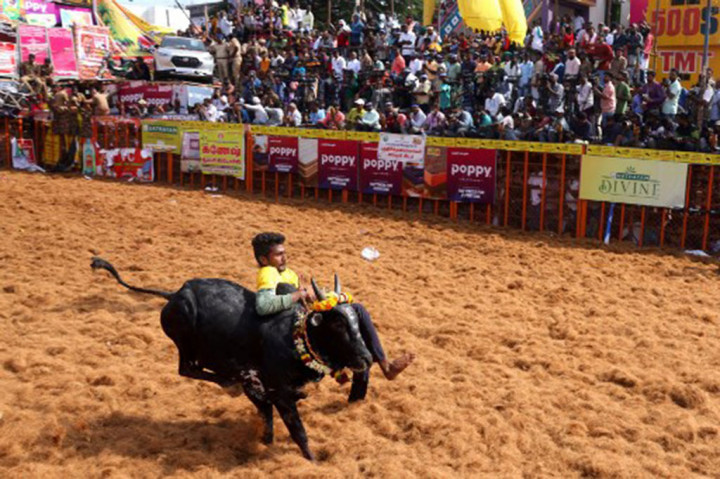 Terbentang lebih dari 2.000 tahun, Jallikattu dianggap sebagai salah satu kegiatan olahraga tertua di dunia. Tujuan dari acara penjinakan banteng, yang menandai dimulainya panen musim dingin tahunan di India, bukanlah untuk membunuh hewan tersebut.