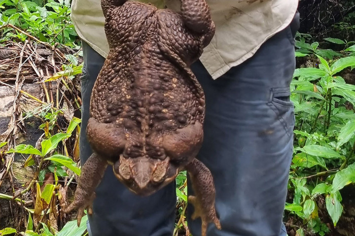 Dengan berat 2,7 kilogram kodok itu mungkin memecahkan rekor dunia. Kodok tebu seukuran itu akan memakan apa saja yang bisa masuk ke mulutnya, termasuk serangga, reptil, dan mamalia kecil.