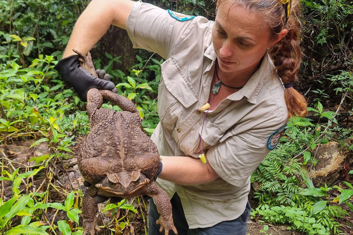 Foto dari Queensland Department of Environment and Science menunjukkan seorang penjaga taman nasional memegang kodok tebu seberat 2,7 kilogram yang ditemukan di Taman Nasional Conway di negara bagian Queensland, Australia.