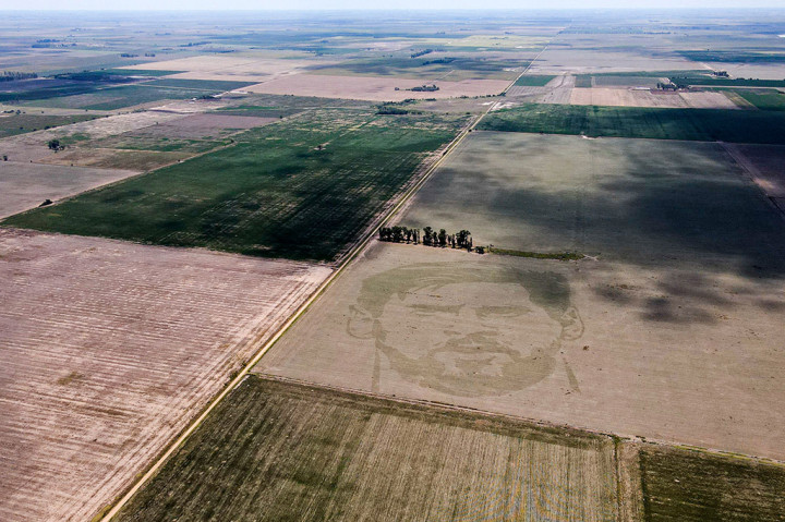Tidak seperti desain tanaman lainnya, di mana tanaman ditebang untuk membuat gambar, 'tato' wajah Messi ini adalah hasil dari perbedaan konsentrasi benih yang ditanam.