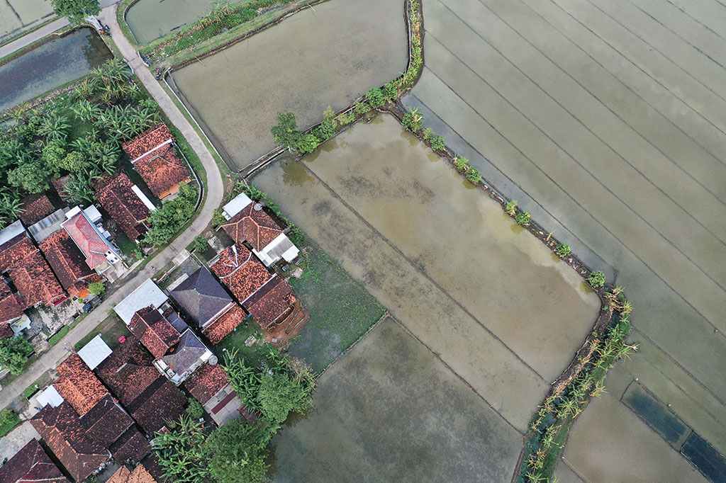 Salah satu petani di Desa Mintobasuki, Kecamatan Juana, Santoso mengungkapkan bahwa sawah di desanya yang terendam banjir mencapai 80 hektare, dan padi yang puso mencapai 25 hektare.