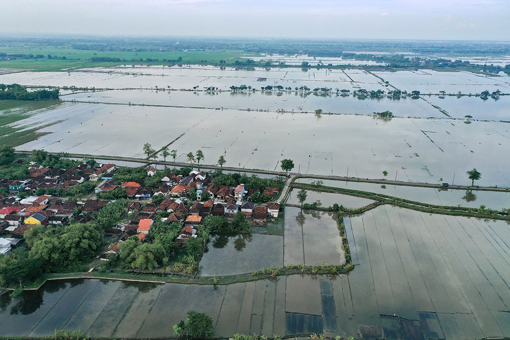 Banjir masih merendam 25 desa di lima kecamatan di Kabupaten Pati, Jawa Tengah. Tidak hanya permukiman warga, banjir juga merendam area persawahan. Akibatnya petani merugi hingga puluhan miliar rupiah.