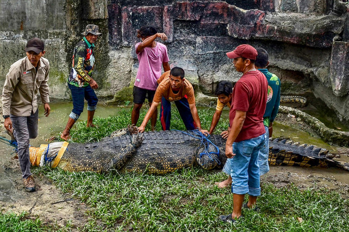 Buaya muara tersebut sebelumnya ditangkap warga Nagari Katigan, Pasaman Barat, pada 7 Februari 2023 karena telah meresahkan warga, akibat seringnya buaya tersebut muncul ke dekat pemukiman warga.