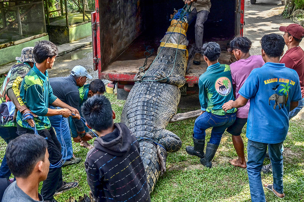 Seekor buaya sepanjang lima meter yang ditangkap masyarakat Mandiangin, Nagari Katiagan, Kecamatan Kinali, Pasaman Barat, Sumatera Barat, dievakuasi ke Kebun Binatang Kasang Kulim, Siak Bulu, Kampar, Riau.
