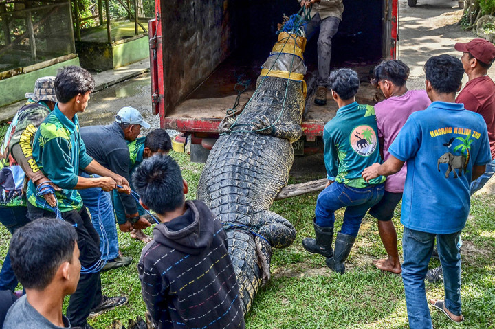 Seekor buaya sepanjang lima meter yang ditangkap masyarakat Mandiangin, Nagari Katiagan, Kecamatan Kinali, Pasaman Barat, Sumatera Barat, dievakuasi ke Kebun Binatang Kasang Kulim, Siak Bulu, Kampar, Riau.