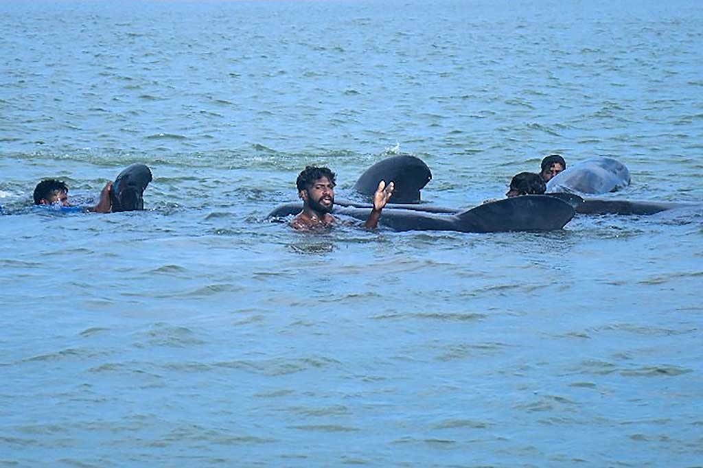 Sebuah tim Angkatan Laut membantu upaya penyelamatan bersama nelayan lokal yang membunyikan alarm ketika mereka melihat rombongan paus tersebut setelah tengah malam di dekat desa wisata Kudawa.