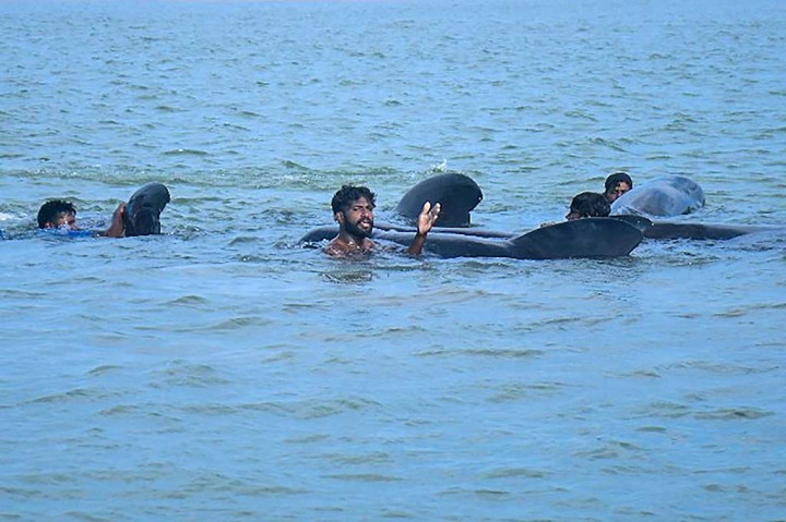 Sebuah tim Angkatan Laut membantu upaya penyelamatan bersama nelayan lokal yang membunyikan alarm ketika mereka melihat rombongan paus tersebut setelah tengah malam di dekat desa wisata Kudawa.