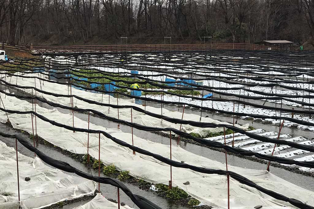 Staf Seksi Pariwisata PT Dayo Wasabi Farm Kumai Natsuki mengatakan, yang bisa dimanfaatkan dari tanaman wasabi bukan hanya umbi-umbian. Daun bisa dipakai untuk daun tempura. 