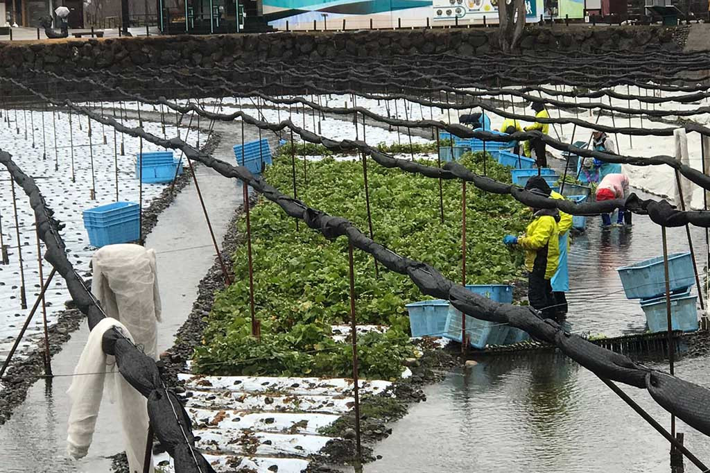 Wasabi pada dasarnya panen setiap tahun. Tempat budidaya wasabi perlu disaluri air. Tidak ada sarana khusus untuk irigasi. Air yang digunakan adalah mata air alami. Itu sebabnya wasabi dibudidayakan dengan air dari gunung.