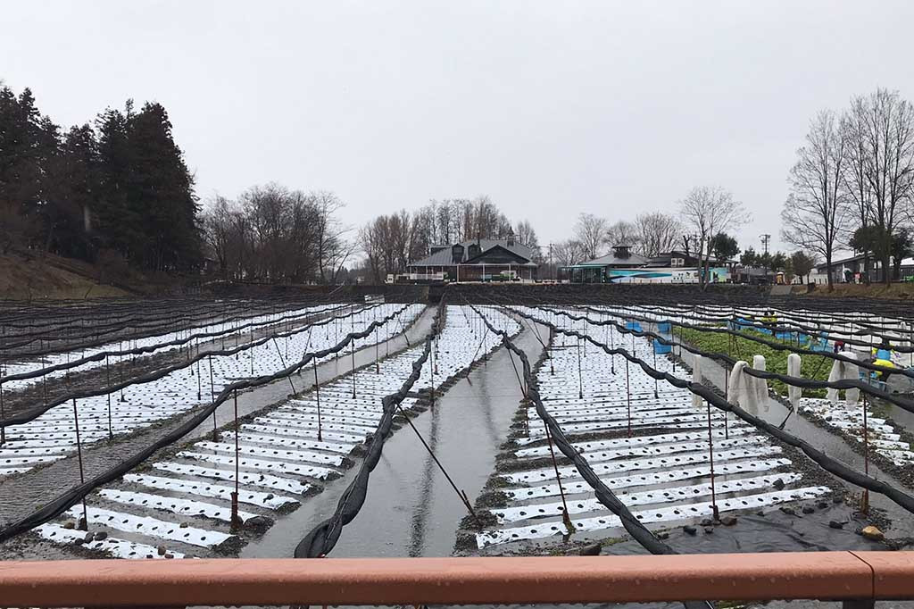 Sementara produksi dari tempat ini mencapai 60 ton termasuk daun tangkai umbi. Dengan luas 11 hektar, terdapat beberapa petak wasabi. Budidaya yang paling besar panjangnya 1 kilometer.