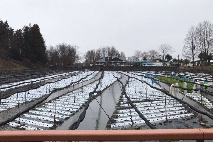Sementara produksi dari tempat ini mencapai 60 ton termasuk daun tangkai umbi. Dengan luas 11 hektar, terdapat beberapa petak wasabi. Budidaya yang paling besar panjangnya 1 kilometer.