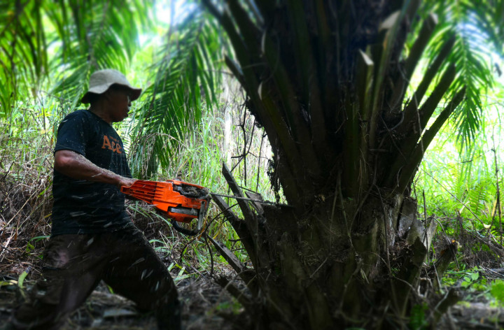 Ibnu Hasyem, Koordinator Riset, Edukasi dan Database Forum Konservasi Leuser (FKL), mengatakan Soraya dibangun di atas konsesi penebangan sejak 1992 dan sempat terjeda karena bekas industri usaha kayu.