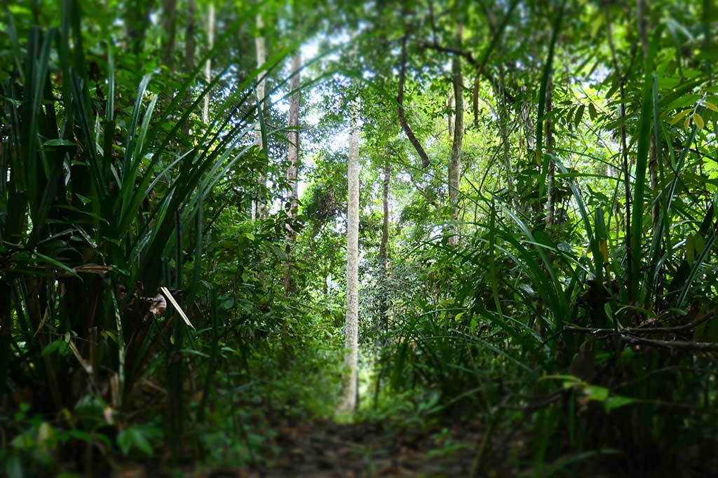 Kemudian sejak 2016, FKL bekerjasama dengan Dinas Lingkungan Hidup dan Kehutanan (DLHK) Aceh mengaktifkan kembali kawasan tersebut dengan area pengelolaan soraya seluas 1600 haktare.
