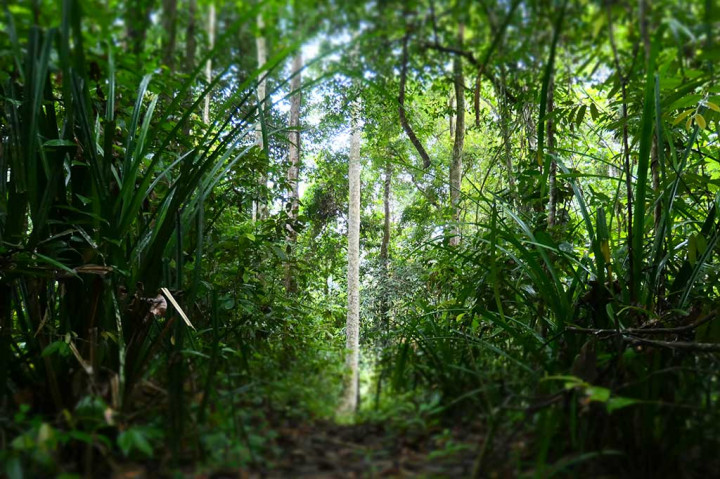 Kemudian sejak 2016, FKL bekerjasama dengan Dinas Lingkungan Hidup dan Kehutanan (DLHK) Aceh mengaktifkan kembali kawasan tersebut dengan area pengelolaan soraya seluas 1600 haktare.