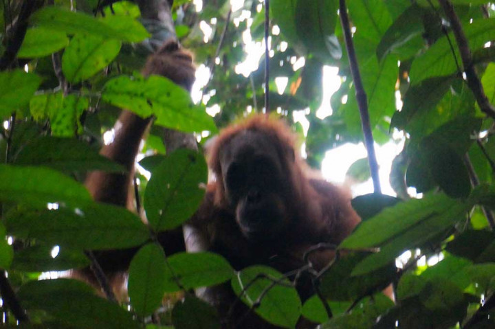 Ibnu mengungkapkan, dulu hutan di kawasan tersebut bagus dan terdapat satwa liar dilindungi, seperti orangutan, gajah, harimau, badak sumatera. Serta berbagai jenis kayu kualitas tinggi ada disana seperti meranti, damar, gaharu, kapur, dan jenis lainnya.