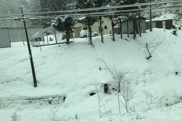 Pemandangan lebih menakjubkan dalam perjalanan dari Nagano menuju Tokyo. Pohon-pohon menjadi putih ditutupi salju, bahkan sekilas tampak seperti berwarna perak.